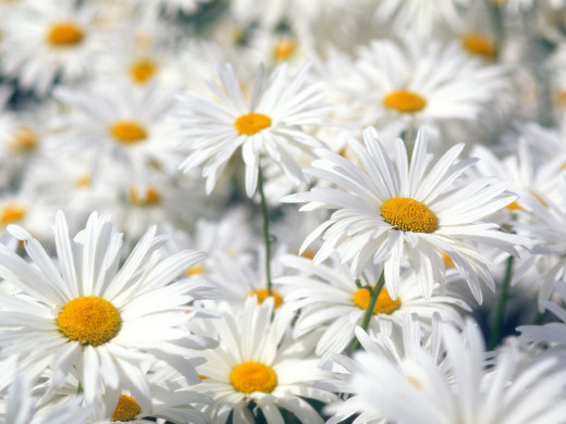 427977 (a): :1600x1200